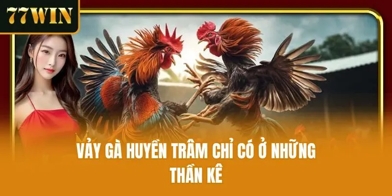 Vảy gà huyền trâm chỉ có ở những thần kê